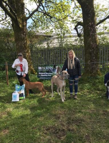 Dog Show-1