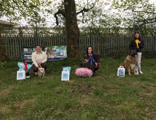 Dog Show-5