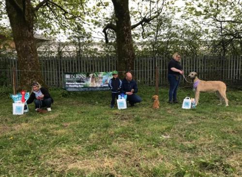 Dog Show-7